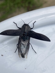 Merimna atrata
