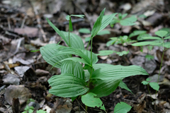 Cypripedium parviflorum