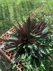 Tradescantia spathacea
