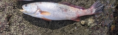Cynoscion acoupa