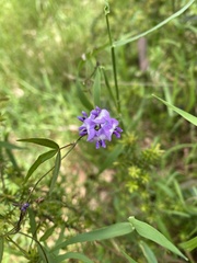 Glycine tabacina