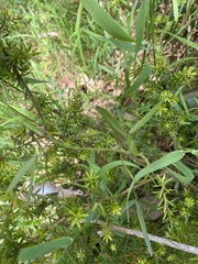 Glycine tabacina