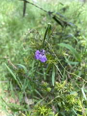 Glycine tabacina
