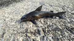 Siluriformes