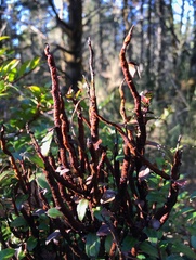 Calyptospora columnaris