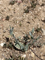 Caulanthus californicus