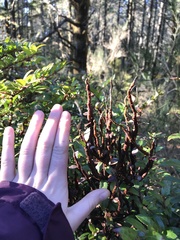Calyptospora columnaris