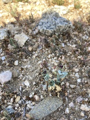 Caulanthus californicus