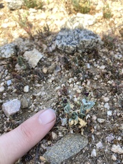 Caulanthus californicus