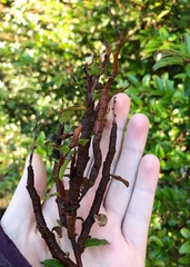 Calyptospora columnaris