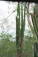 Cereus bicolor