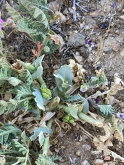 Caulanthus californicus