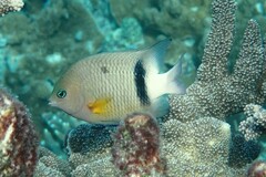 Plectroglyphidodon dickii