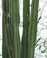 Cereus bicolor