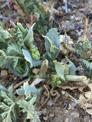 Caulanthus californicus