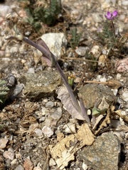 Caulanthus californicus