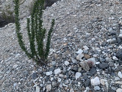 Fouquieria splendens splendens
