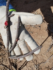 Peniocereus striatus