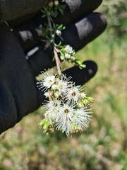 Kunzea ambigua