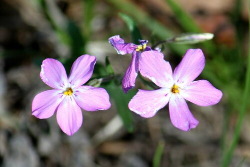 Navajo Mountain phlox (Phlox cluteana)