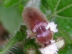 Elateroidea