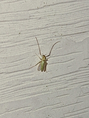 Graminella nigrifrons