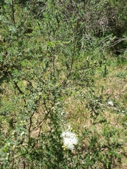 Kunzea ambigua