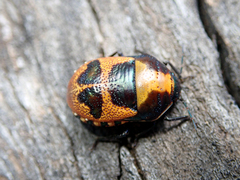 Choerocoris paganus