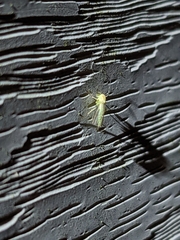 Graminella nigrifrons