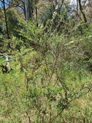 Kunzea ambigua