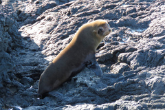 Arctocephalus galapagoensis