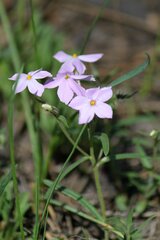 Phlox cluteana
