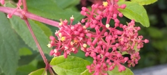 Cissus erosa