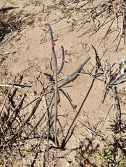 Peniocereus striatus