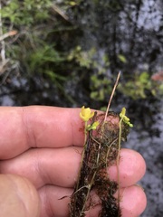 Utricularia geminiscapa