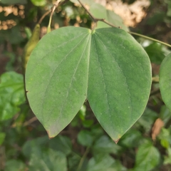 Bauhinia acuminata
