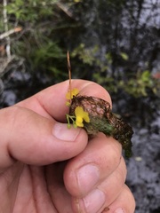Utricularia geminiscapa