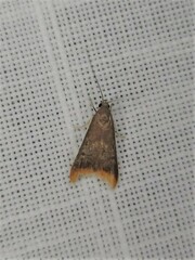 Tachystola acroxantha