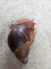 Megalobulimus popelairianus
