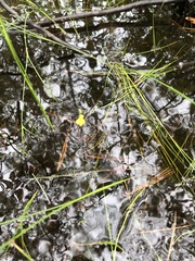 Utricularia geminiscapa
