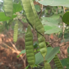 Bauhinia acuminata