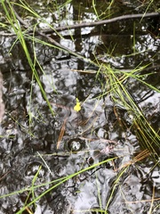 Utricularia geminiscapa