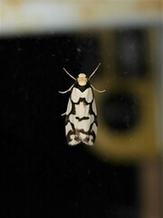 Scaptesyle dichotoma