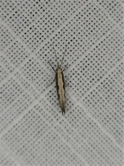 Plutella xylostella-australiana