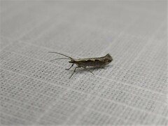 Plutella xylostella-australiana