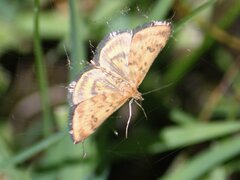 Pyrausta subsequalis