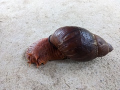 Megalobulimus popelairianus
