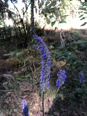 Salvia lavanduloides