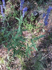 Salvia lavanduloides