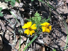 Tagetes tenuifolia